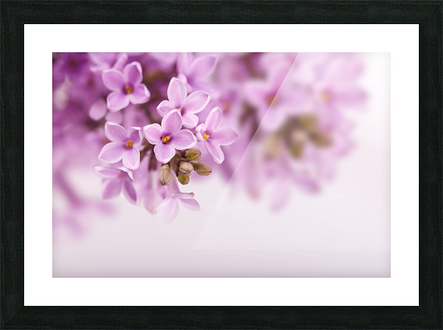 spring lilac flowers Picture Frame print