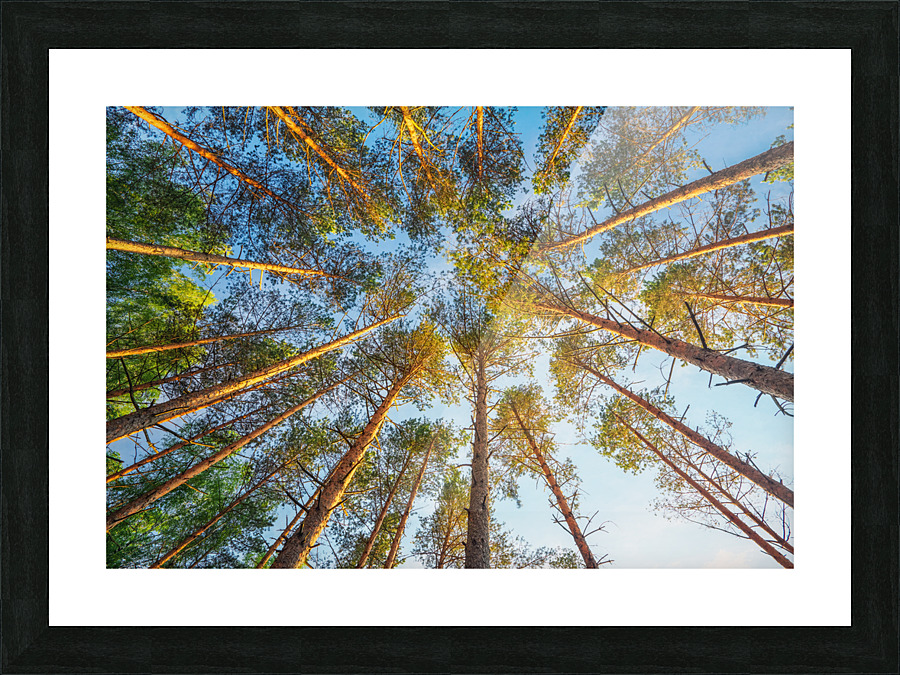 into forest during sunset composition nature Picture Frame print