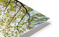 spring nature HD Metal print