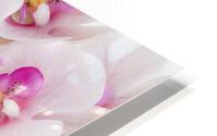flat lay orchids with copy space HD Metal print