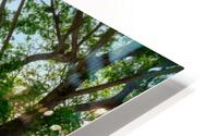 tree golf course HD Metal print