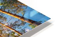 into forest during sunset composition nature HD Metal print