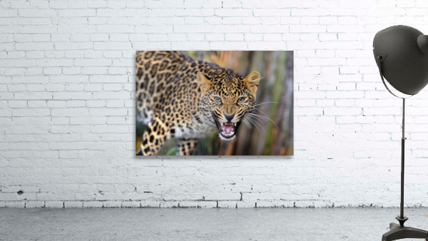 young leopard nature Wall Preview