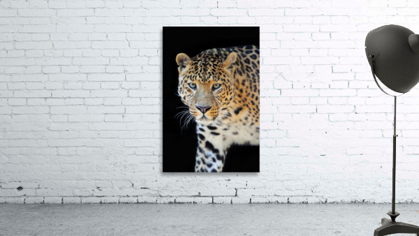 leopard portrait closeup Wall Preview