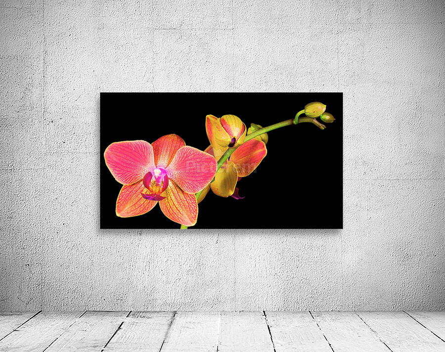 bright flowers plants wild Wall Preview