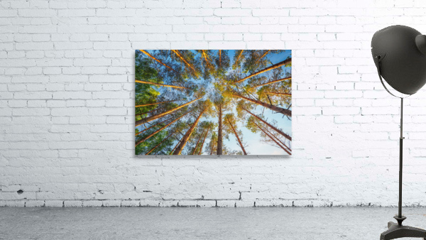 into forest during sunset composition nature Wall Preview