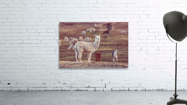 peruvian alpaca andes Wall Preview