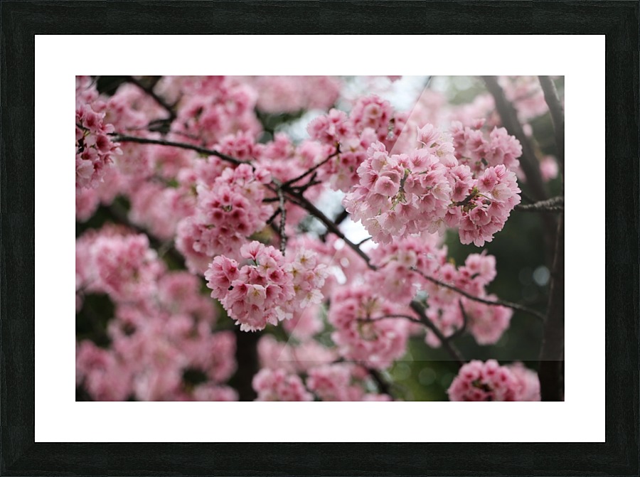 Sakura  Picture Frame print