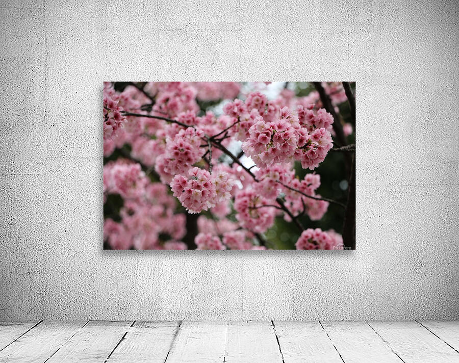 Sakura  Wall Preview