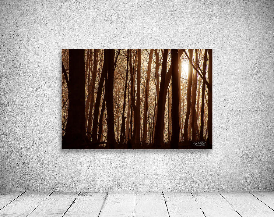 Textures In Timber Wall Preview