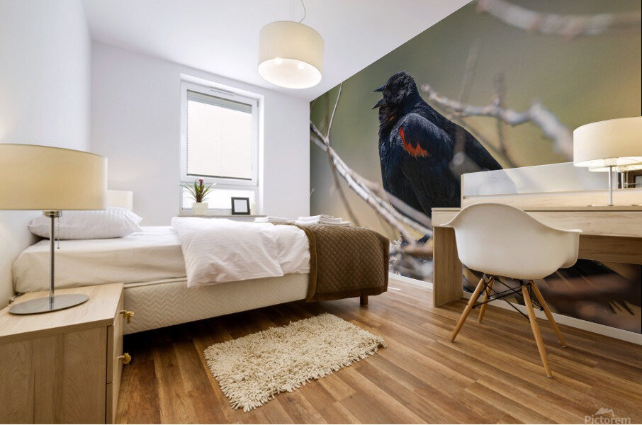 Red-winged Blackbird Mural print