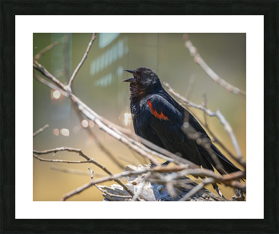 Red-winged Blackbird Picture Frame print