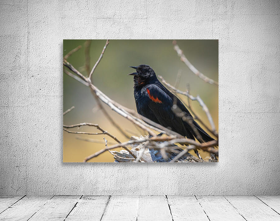 Red-winged Blackbird Wall Preview