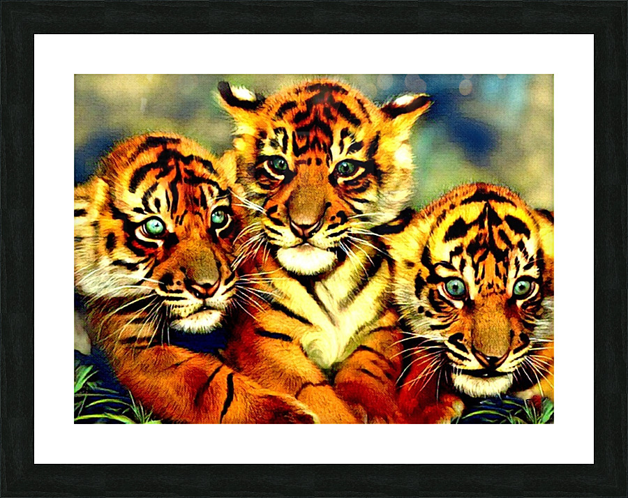 Tigers Trio Picture Frame print