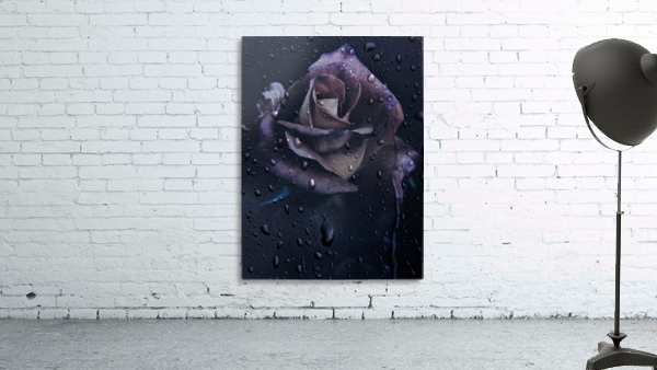 Purple Rose Wall Preview
