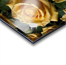yellow roses full size high resolution Acrylic print