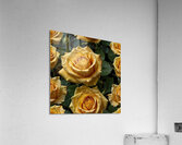 yellow roses full size high resolution Acrylic Print