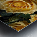 yellow roses full size high resolution Metal print