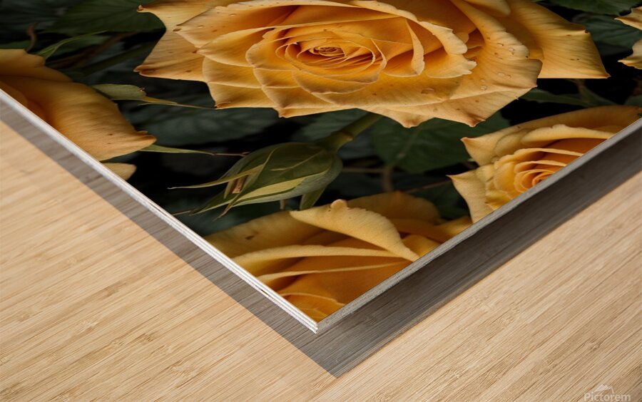 yellow roses full size high resolution Wood print