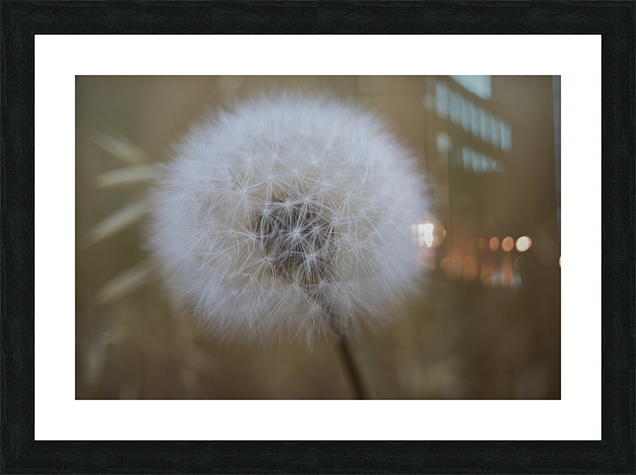 DSC 5495 Picture Frame print