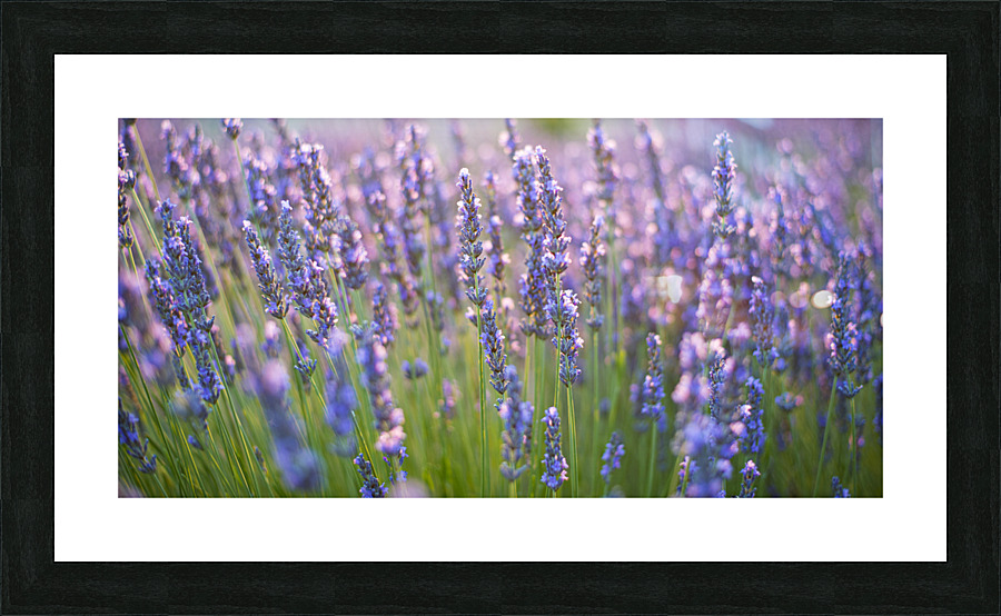 DSC 5999 Picture Frame print