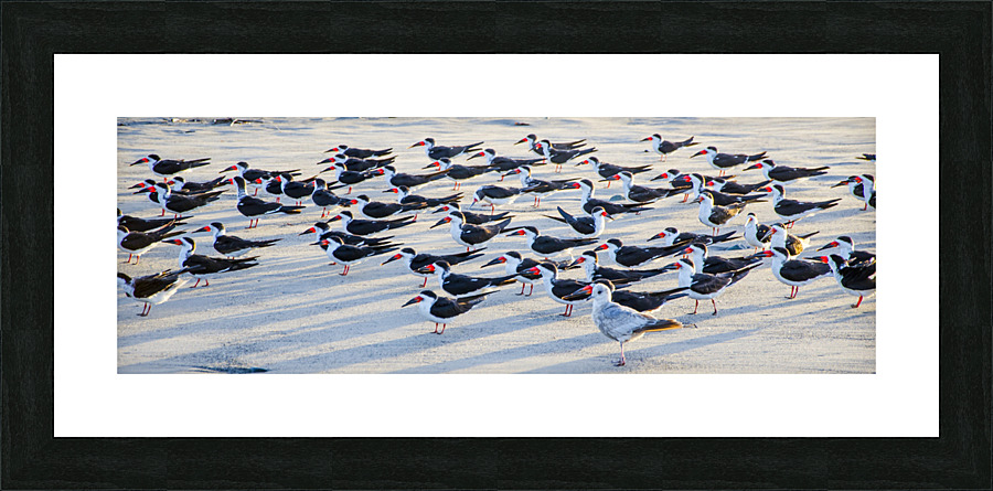  DSC1831 Picture Frame print