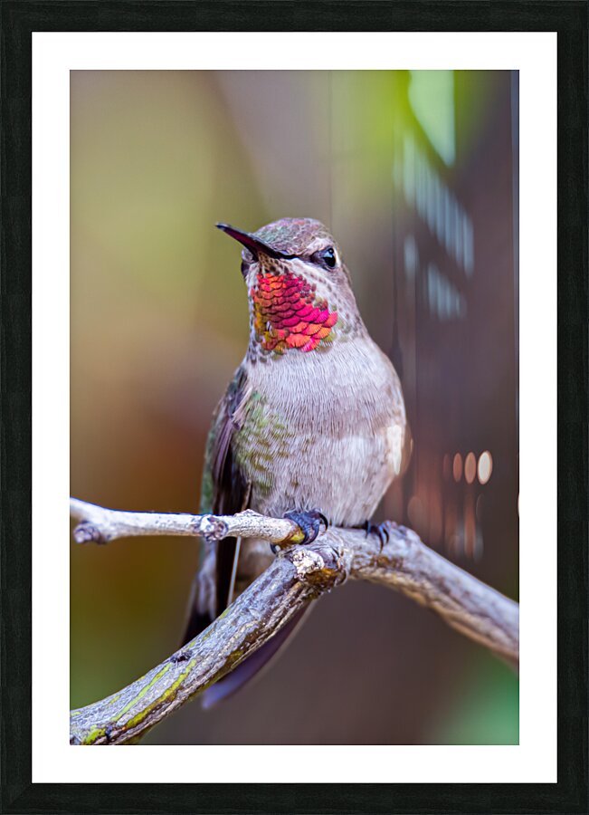 Rubythroated hummer Picture Frame print