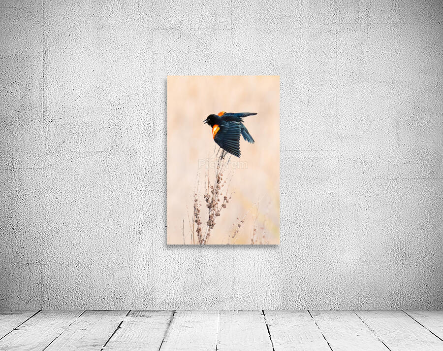 Blackbird Wall Preview