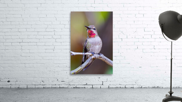 Rubythroated hummer Wall Preview