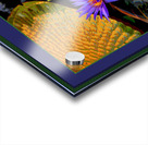 WATER LILLY  Acrylic print