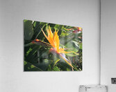 IMG 4005 Acrylic Print