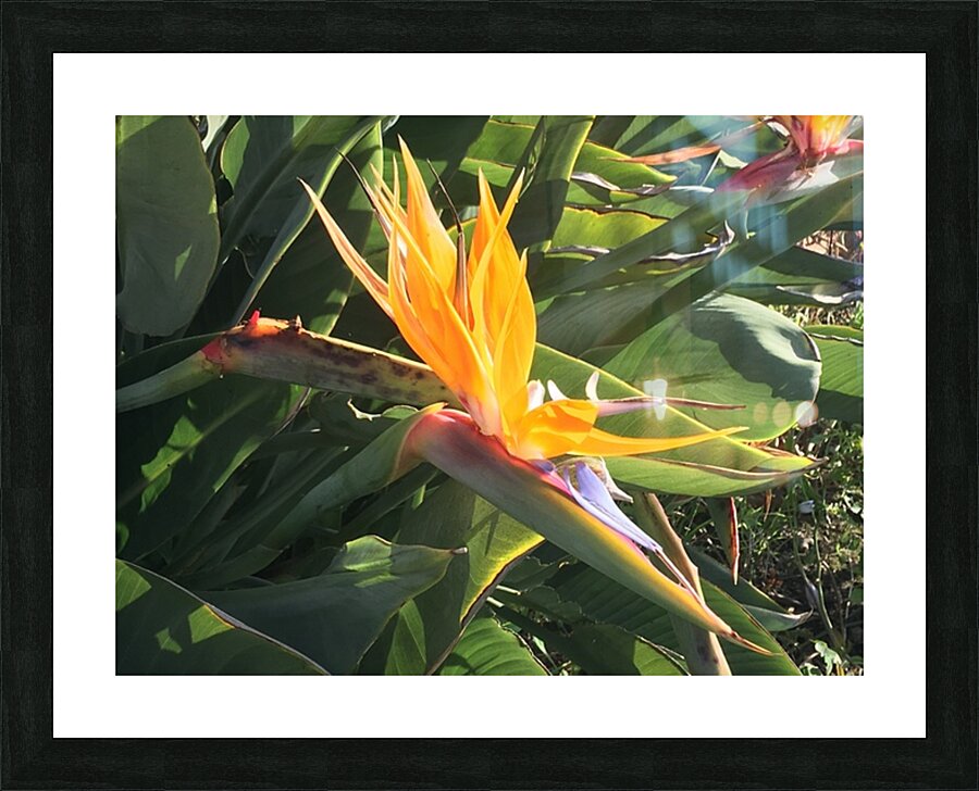 IMG 4005 Picture Frame print