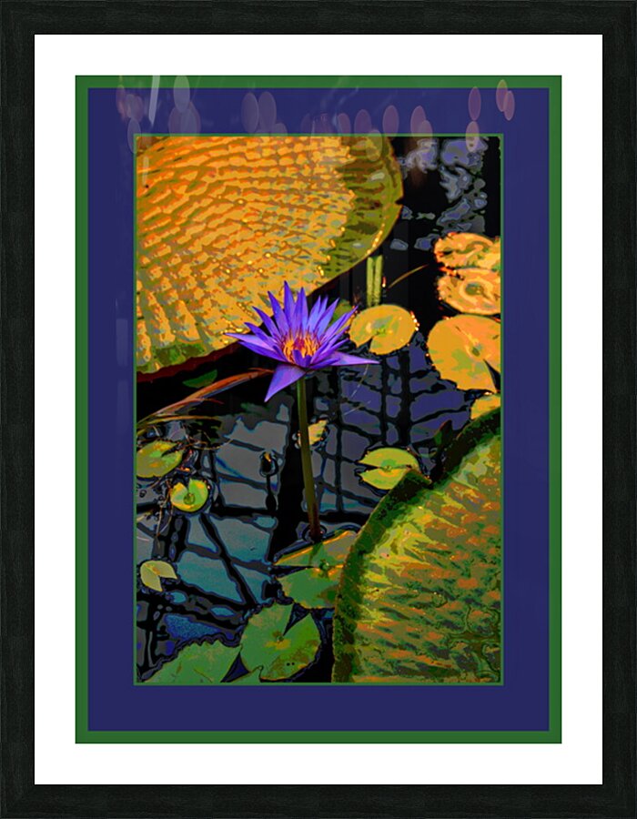 WATER LILLY  Picture Frame print