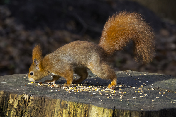 Vibrant Red Squirrel Standing on a Tree Stump in Natural Setting Digital Download