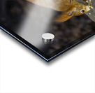 Vibrant Red Squirrel Standing on a Tree Stump in Natural Setting Acrylic print