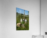 Vintage Milk Jugs in a Scenic Countryside Landscape Acrylic Print