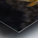 Vibrant Red Squirrel Standing on a Tree Stump in Natural Setting Metal print