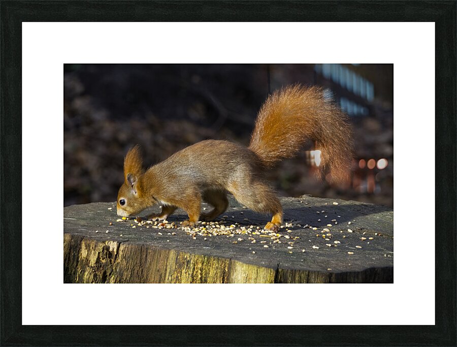 Vibrant Red Squirrel Standing on a Tree Stump in Natural Setting Picture Frame print