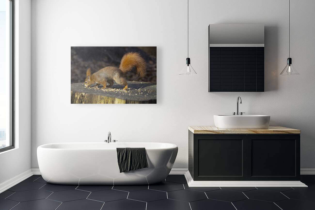 Vibrant Red Squirrel Standing on a Tree Stump in Natural Setting Reproduction