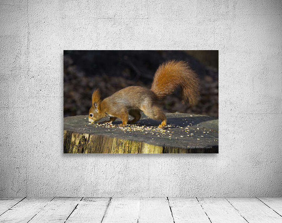 Vibrant Red Squirrel Standing on a Tree Stump in Natural Setting Wall Preview