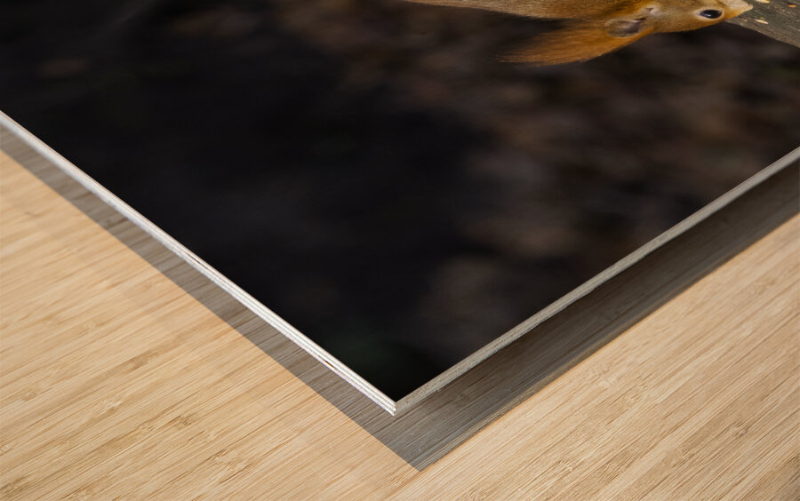 Vibrant Red Squirrel Standing on a Tree Stump in Natural Setting Wood print