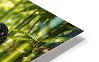 Bamboo Panda Impression metal HD