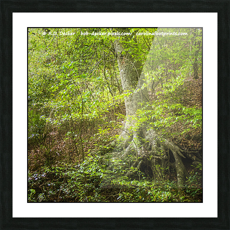 Exposed Roots in the State Park Picture Frame print