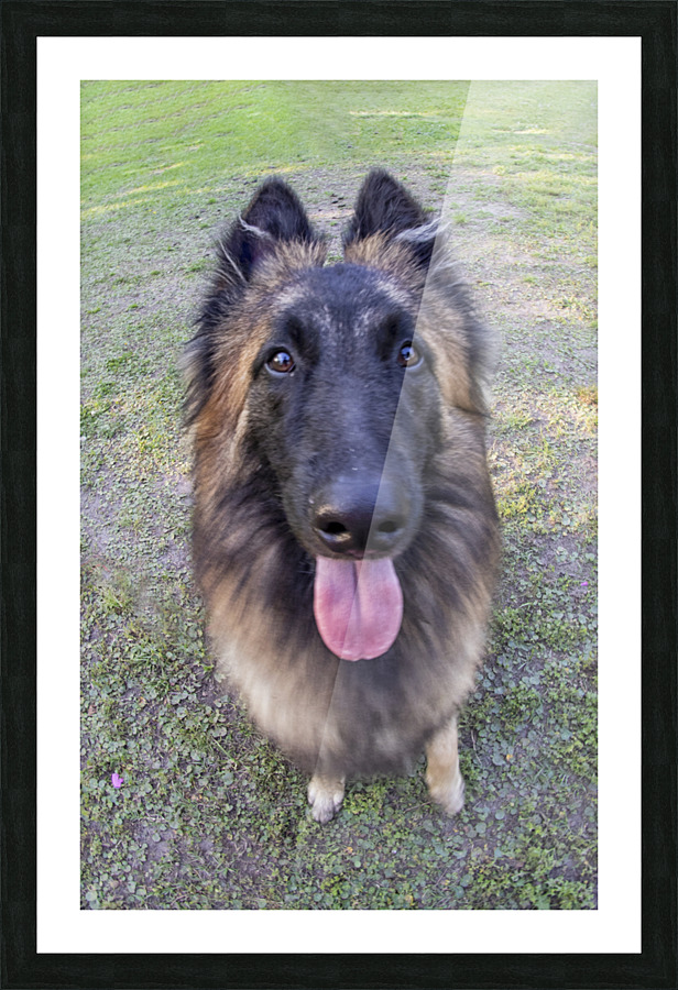 Fisheye Tervuren Portrait Picture Frame print