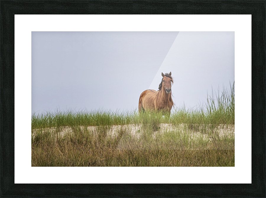 2022 June 10 WldHrse02 Picture Frame print