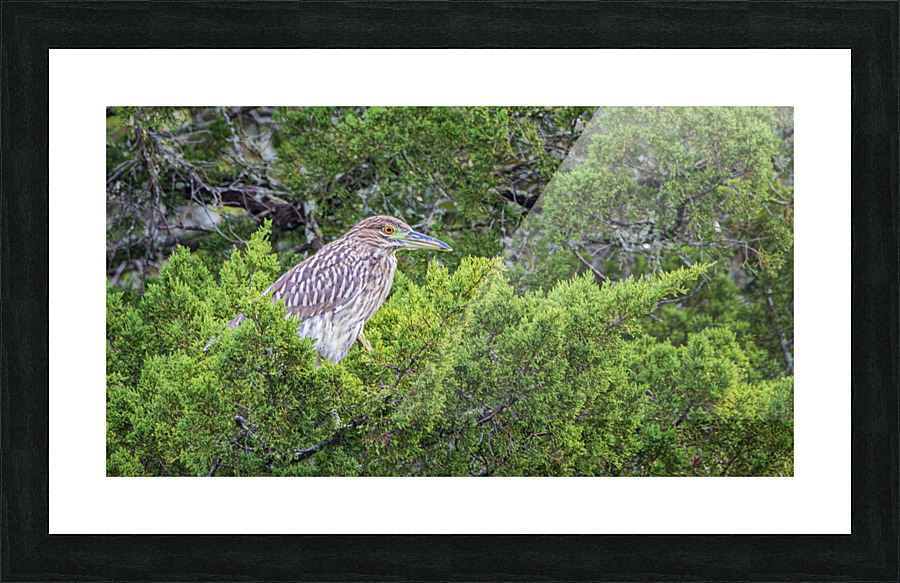 2022 Sept 27 NightHeron01 Picture Frame print