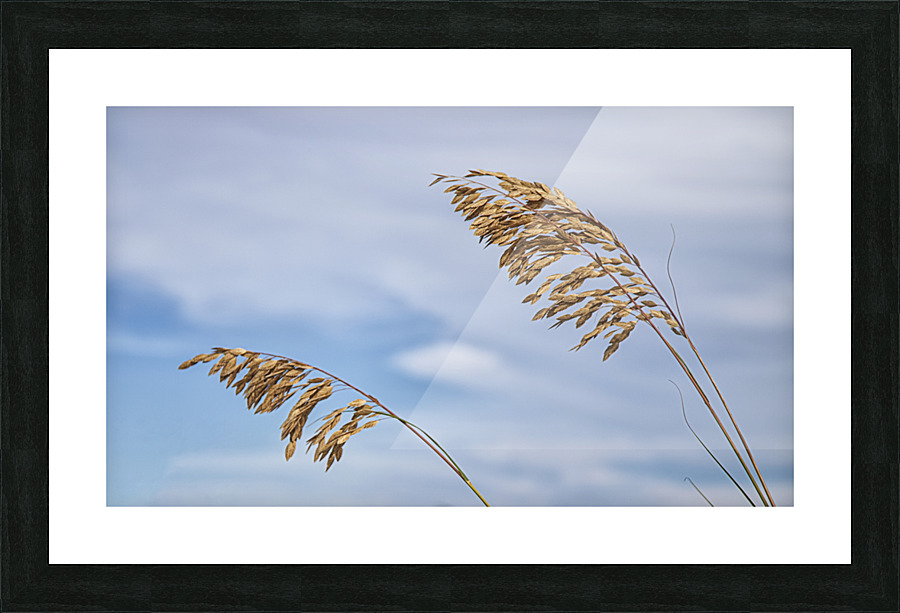 2022 Aug 30 SeaOats02 Picture Frame print