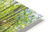 Fallen Logs Surrounded by Ferns HD Metal print