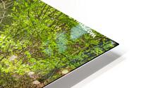 Exposed Roots in the State Park HD Metal print