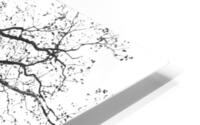 Looking Up - Branching Out - Oak Tree Abstract HD Metal print